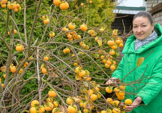 «Посадили косточки ради шутки». В ноябре у бобруйчанки плодоносит хурма