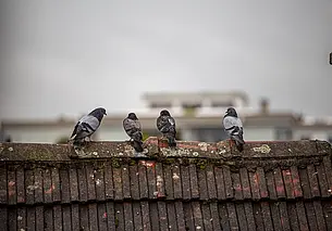 Без дождей и до +6°С: какой будет погода в Могилеве в четверг, 13 ноября