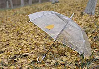 Временами дожди и до +9°Ϲ: какой будет погода в Могилеве в пятницу, 14 ноября