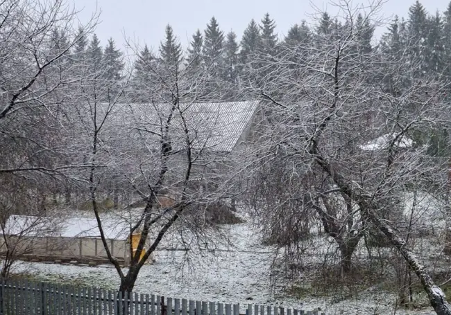 В трех областях Беларуси выпал первый снег