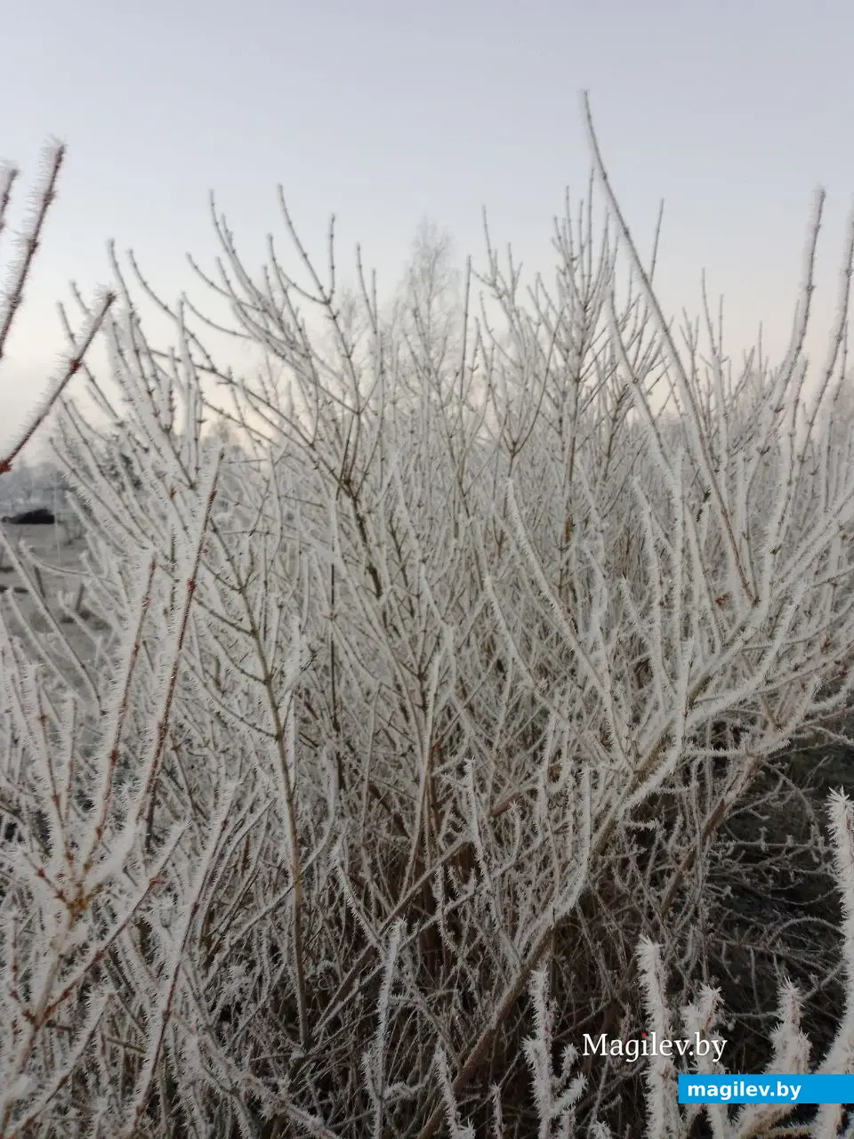 16.11.2025 г. Могилев. Морозное утро в парке у Святого озера