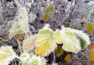 Морозное утро воскресенья, 16 ноября, в Могилеве: холодно, но красиво!