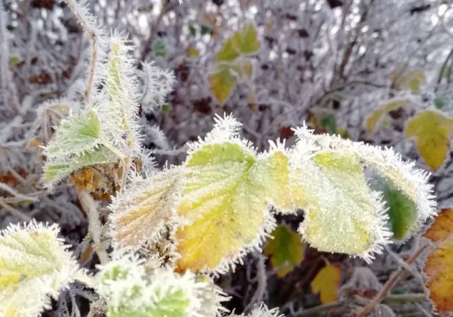 Морозное утро воскресенья, 16 ноября, в Могилеве: холодно, но красиво!