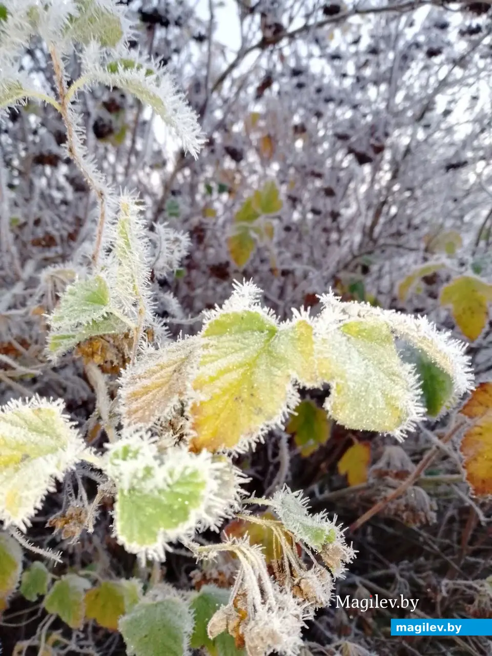16.11.2025 г. Могилев. Морозное утро в парке у Святого озера
