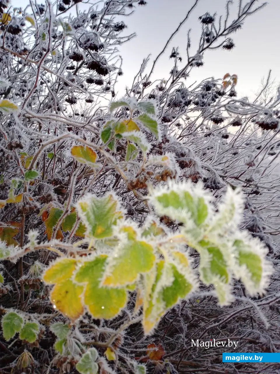 16.11.2025 г. Могилев. Морозное утро в парке у Святого озера