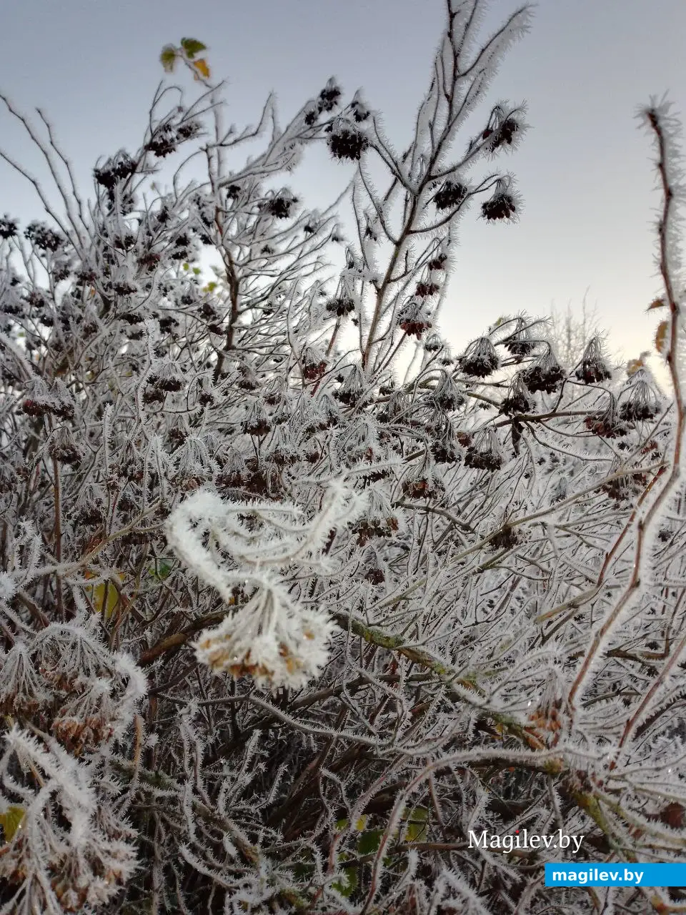 16.11.2025 г. Могилев. Морозное утро в парке у Святого озера