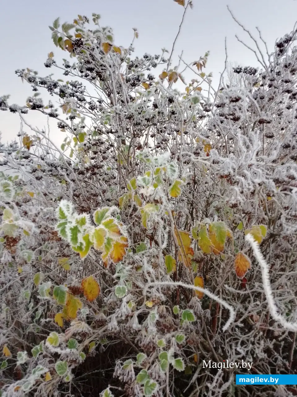 16.11.2025 г. Могилев. Морозное утро в парке у Святого озера