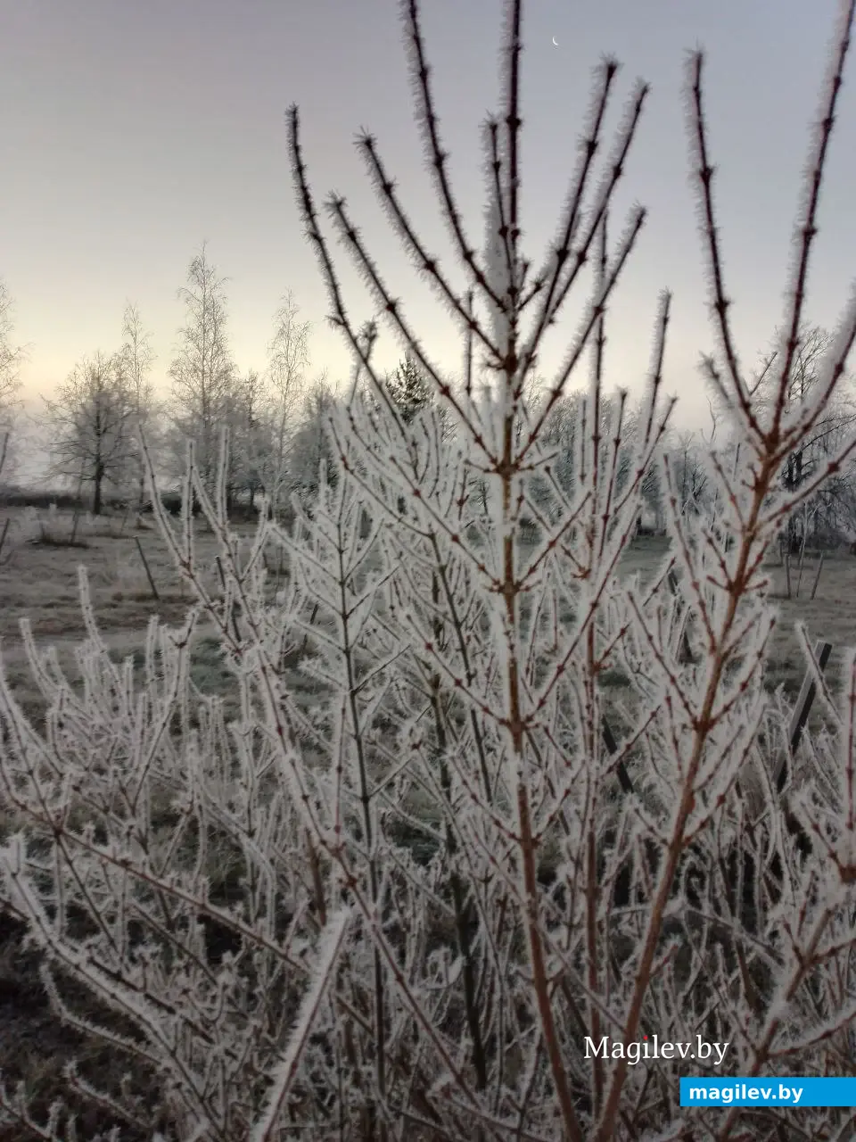 16.11.2025 г. Могилев. Морозное утро в парке у Святого озера