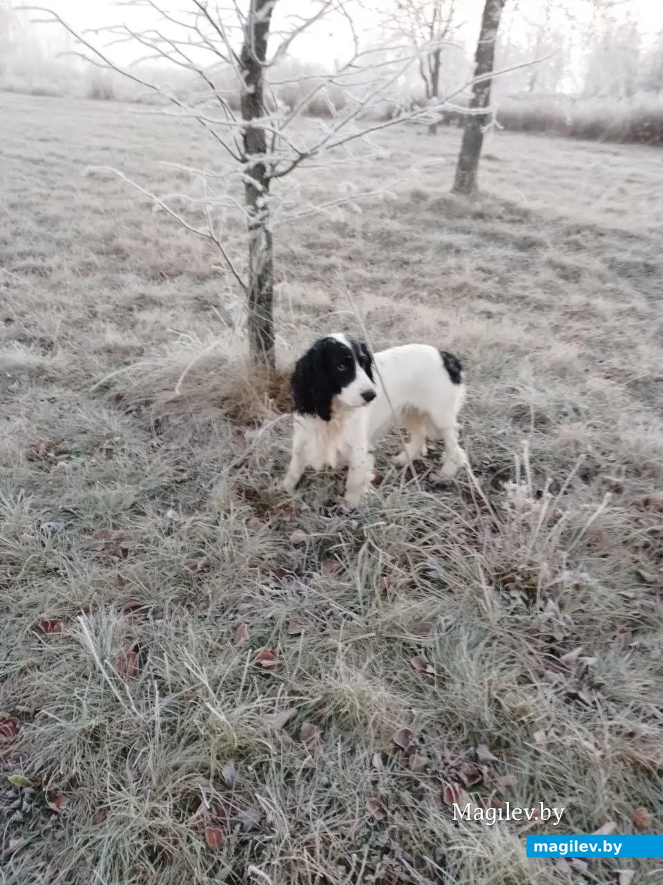 16.11.2025 г. Могилев. Морозное утро в парке у Святого озера