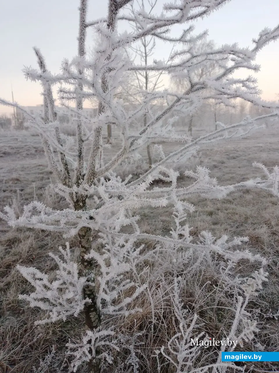 16.11.2025 г. Могилев. Морозное утро в парке у Святого озера 16.11.2025 г. Могилев. Морозное утро в парке у Святого озера