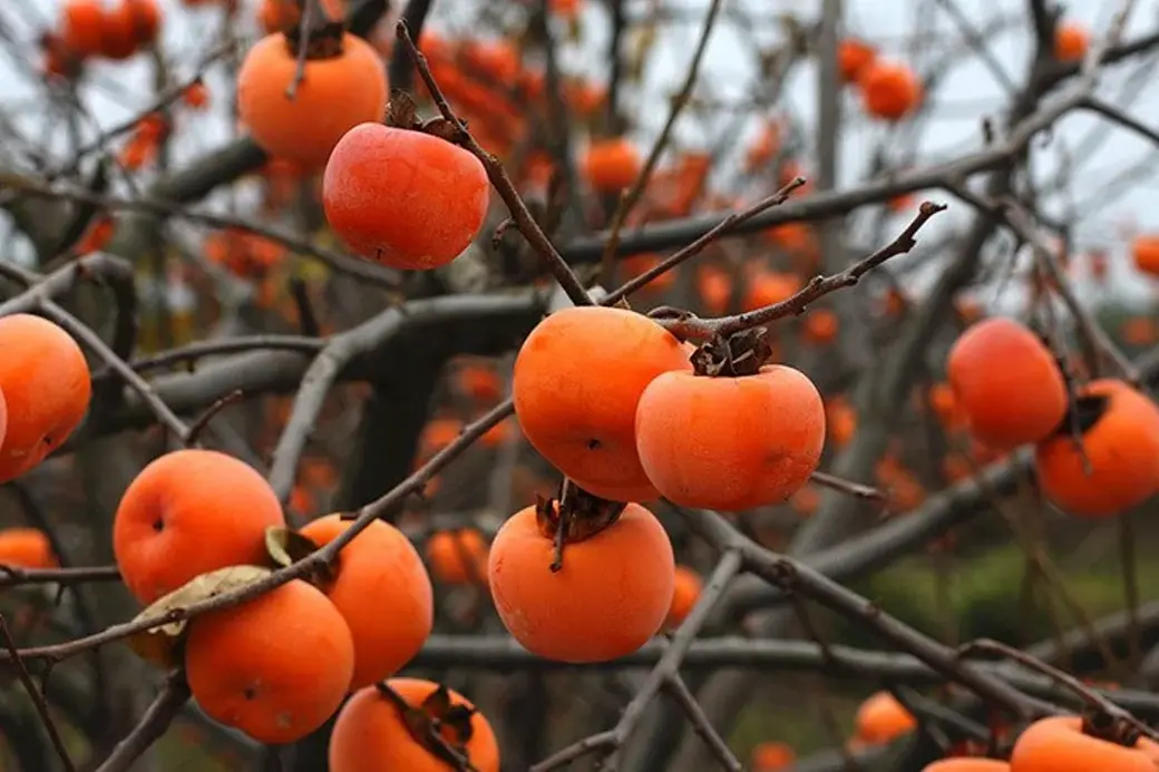 Хурма. Фото: Asia-Plus.