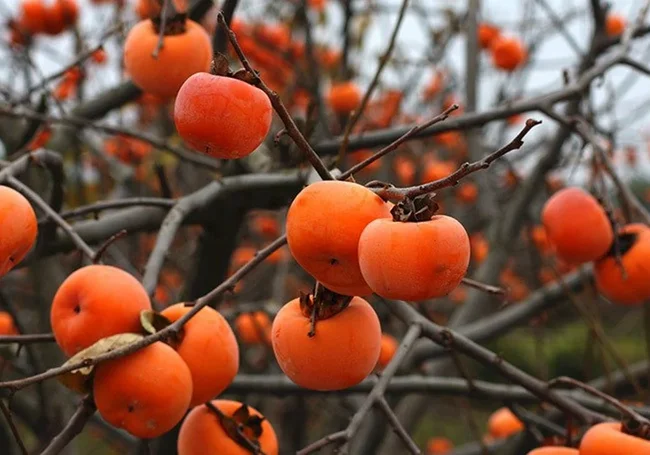 Дорогая хурма. Сколько стоит солнечный фрукт таджикских садов на своей родине