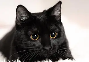 Забери черного кота и получи подарок