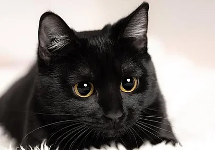 Забери черного кота и получи подарок