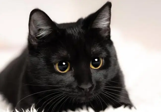 Забери черного кота и получи подарок