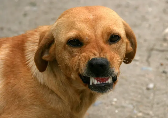 Бешеная собака напала на мужчину в Гомельской области. Пострадавший от укусов в больнице