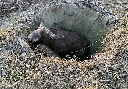 В Могилевском районе спасатели достали из колодца лося (видео)