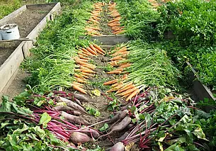 Делаем почву огорода плодороднее – осенью и весной