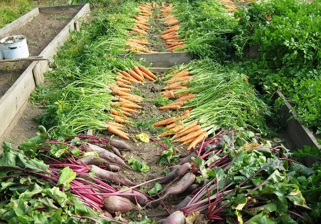 Делаем почву огорода плодороднее – осенью и весной