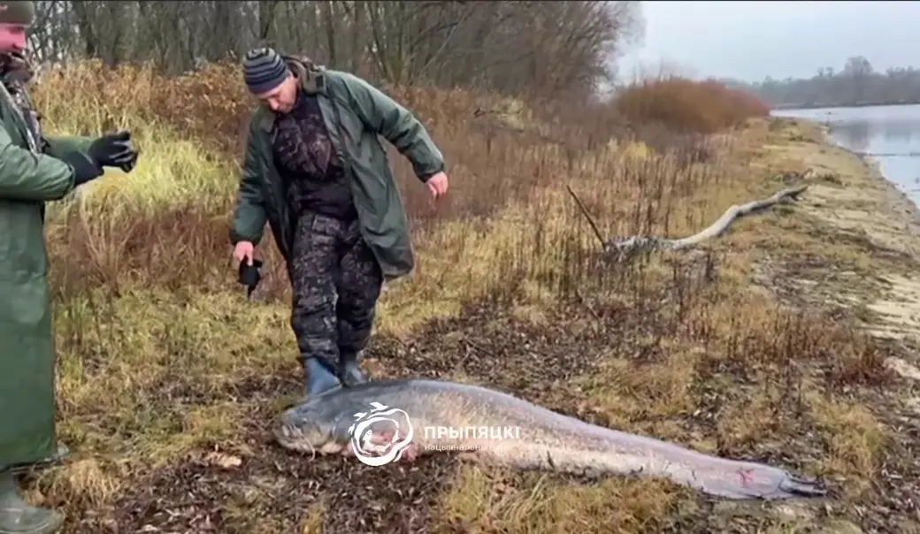 Вес рыбины по предварительным оценкам приблизился к 100 кг. Фото: кадр видео нацпарка «Припятский».