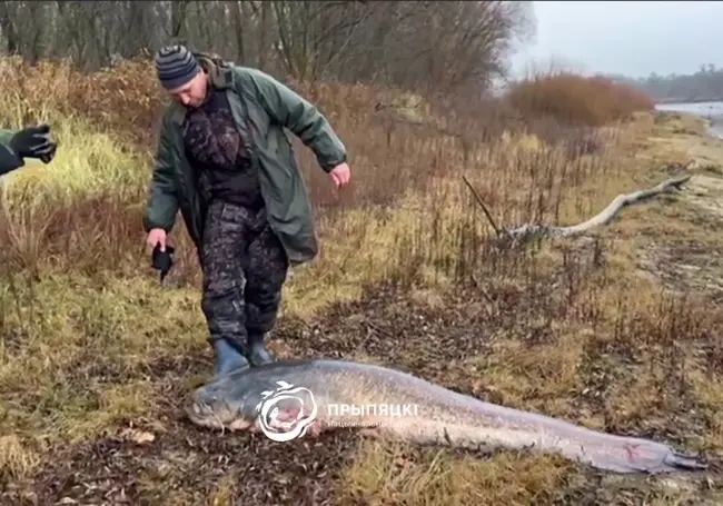 Сом-гигант весом около центнера попался рыбакам в Припятском нацпарке