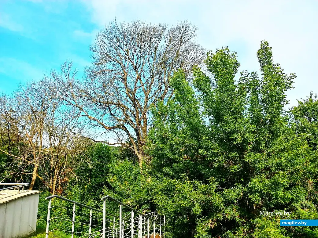 2025 год, Могилев, У спуска к Дубровенке.