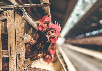 Умер первый человек, заразившийся штаммом птичьего гриппа H5N5