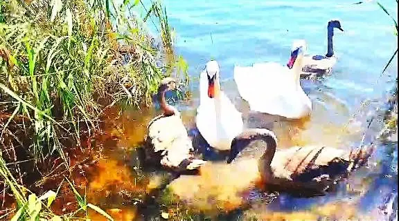 Сентябрь 2025 года. Могилев. Лебеди на Гребеневском озере.