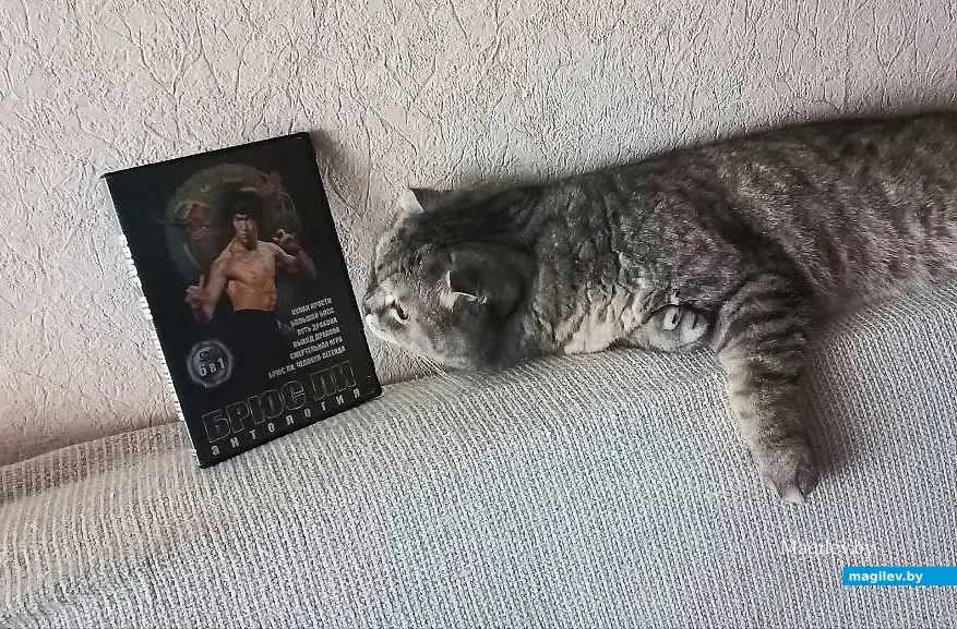 26.11.2025, Могилев. Масик время от времени проверяет на нюх свой любимый диск: как бы чего другого не подсунули!