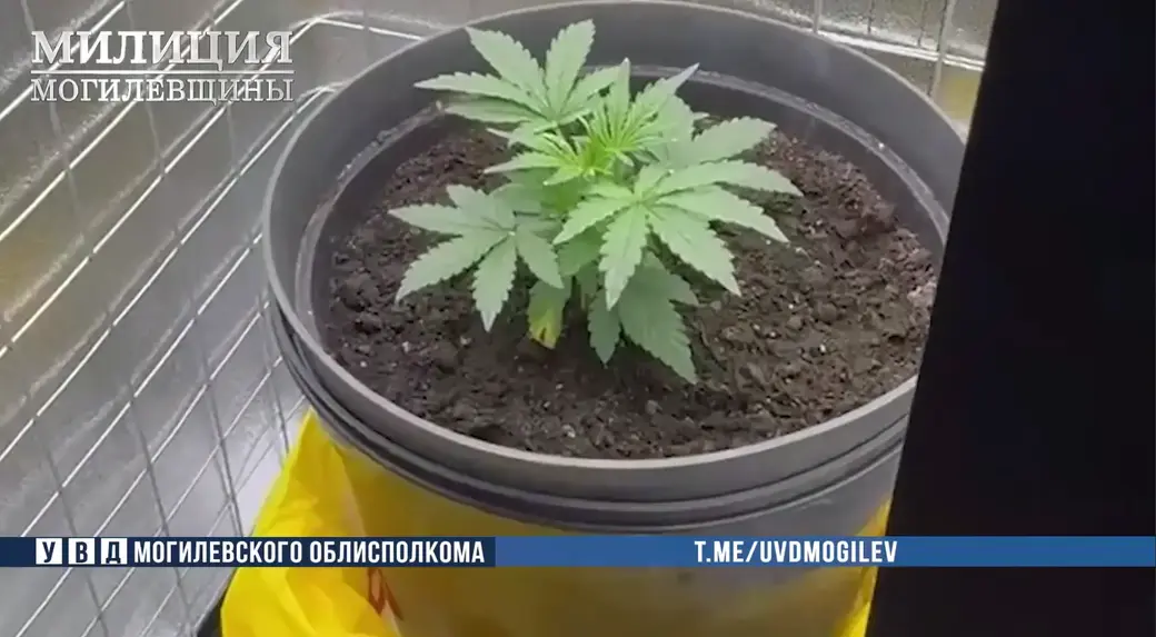 Фото: УВД Могоблисполкома