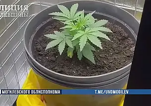«Цветовод»-любитель задержан в Могилеве. Выращивал в квартире коноплю