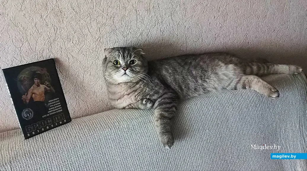 26.11.2025, Могилев. Мой кот Масик и его любимый диск Брюса Ли.