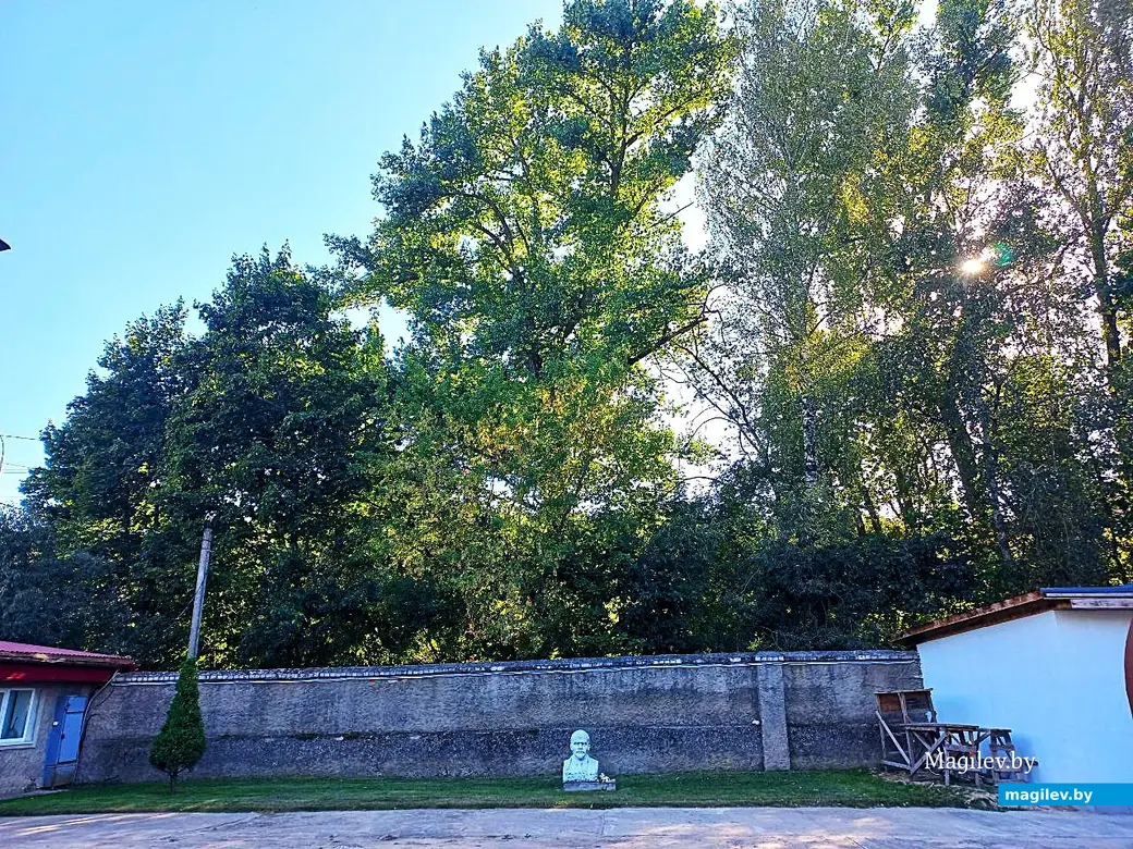 2024 год, Могилев. Дерево Джорджа Харрисона (в центре).