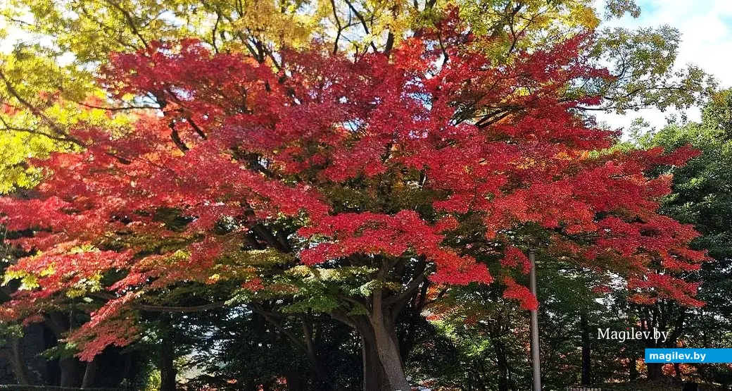 Ноябрь 2025 года, круиз вокруг Японии.