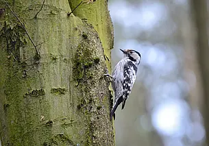 Настоящая зима пока откладывается. Прогноз погоды в Беларуси на неделю с 1 по 7 декабря