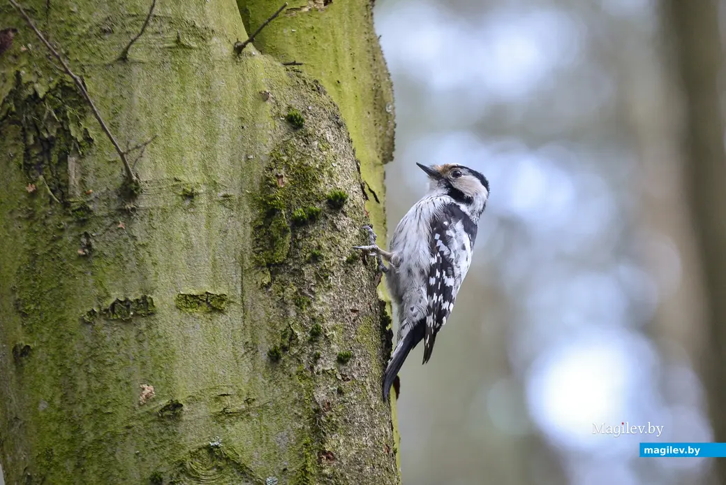 Малый пёстрый дятел. Фото: Александр Чугуев.