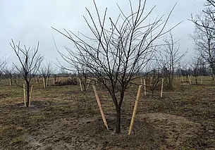 Тысячи и тысячи деревьев высажены в парке возле Святого озера в Могилеве. Фотофакт