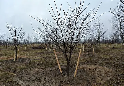 Тысячи и тысячи деревьев высажены в парке возле Святого озера в Могилеве. Фотофакт