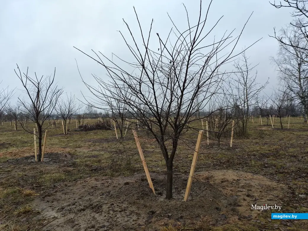 2 декабря 2025 года. Парк возле Святого озера.