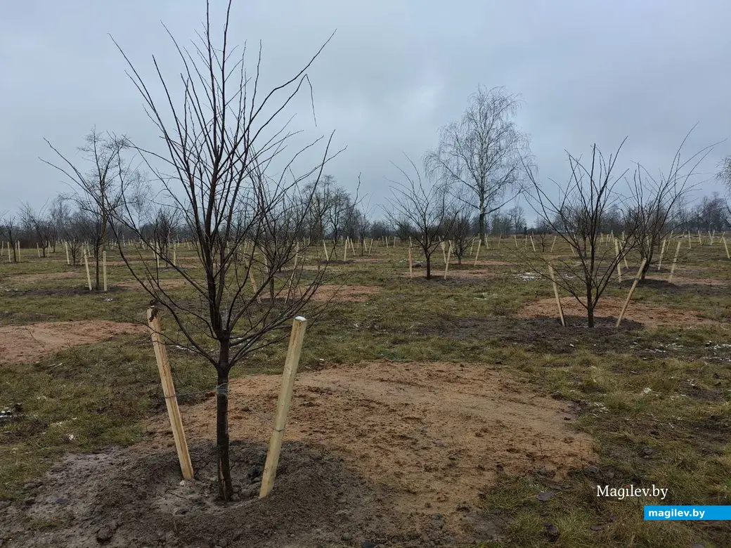 2 декабря 2025 года. Парк возле Святого озера.