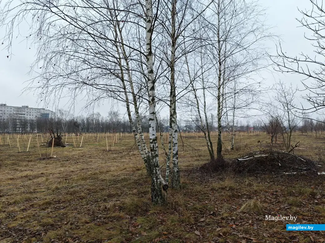 2 декабря 2025 года. Парк возле Святого озера.