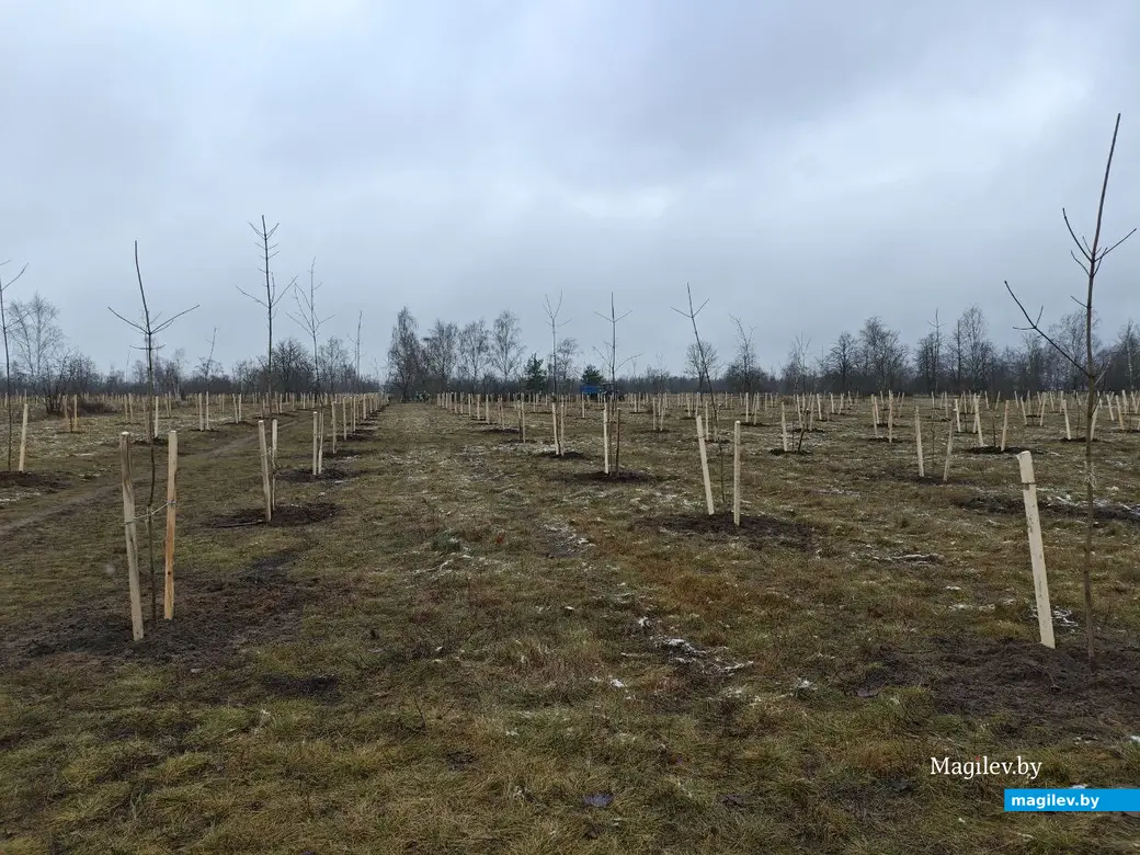 2 декабря 2025 года. Парк возле Святого озера.