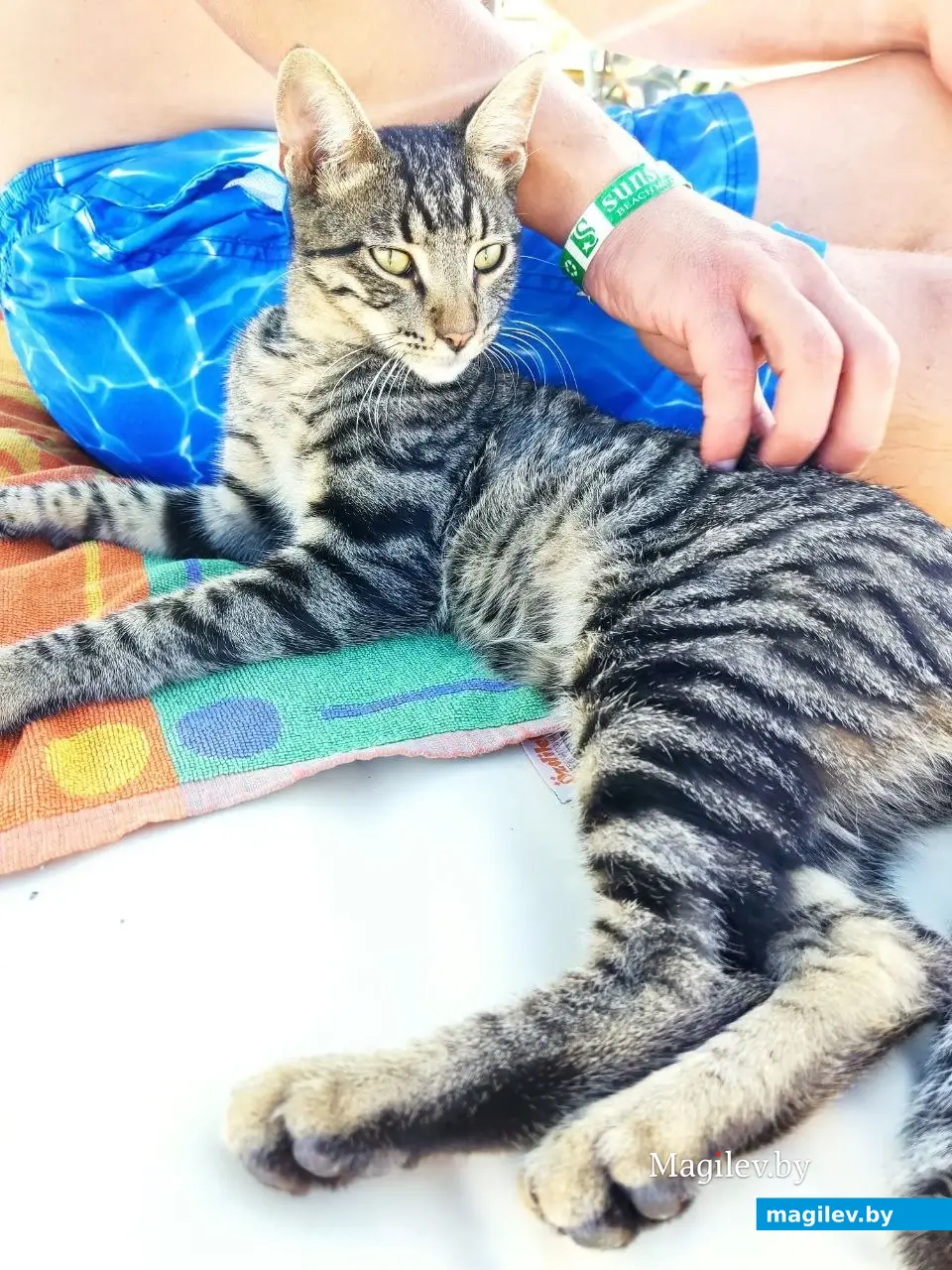 Октябрь 2025 г. Махмурлар, Турция. Тот самый кот, который обожает порядок