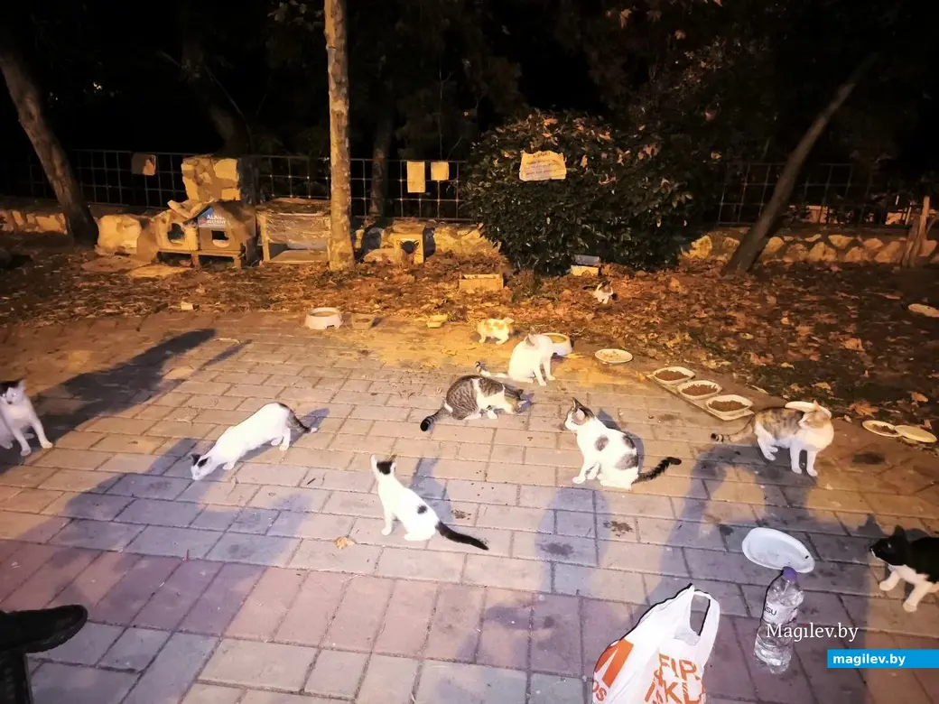 Октябрь 2025 г. Махмурлар, Турция