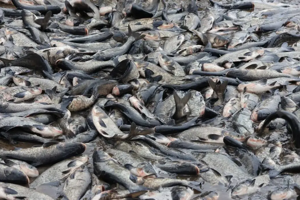 Зарыбление водоемов Могилевской области. Фото ТК Могилевприрода.