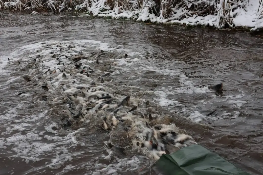 Зарыбление водоемов Могилевской области. Фото ТК Могилевприрода.
