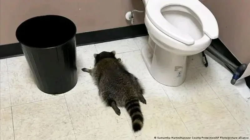 Енот оставил после себя след вандализма, попробовав разные виды алкоголя. Но он успел дойти до туалета. Фото: AP.
