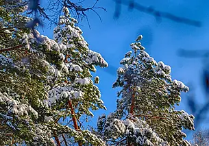 Облачно, без существенных осадков: какой будет погода в Могилеве в воскресенье, 7 декабря