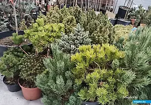 Елочные базары начнут работать в Могилевской области с 20 декабря