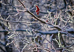 Без осадков, облачно: какой будет погода в Могилеве в понедельник, 8 декабря